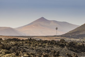 Volcano-like mountain with a solitary palm tree in a rocky landscape under a clear sky, Canary