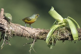 Olive Ridge Organist (Euphonia gouldi), Costa Rica, Central America