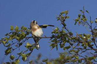 European goldfinch (Carduelis carduelis) adult bird preening on a tree branch in the spring,