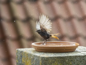 Black Redstart (Phoenicurus ochruros) adult female, flapping its wings, bathing in a bird bath,