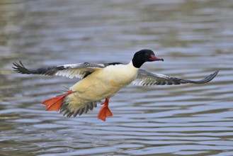 Goosander (Mergus merganser), male in flight over Lake Zug, Switzerland, Europe