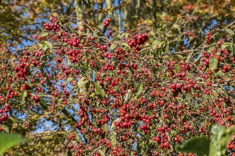 Ornamental apple (Malus spec.), Münsterland, North Rhine-Westphalia, Germany, Europe