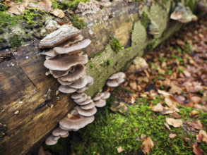 Oyster mushroom (Pleurotus ostreatus), Switzerland, Europe