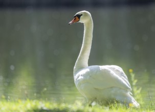 Mute swan (Cygnus olor), adult bird standing in a meadow by a pond, Thuringia, Germany, Europe