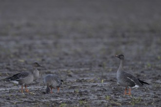 Bean goose, Bean goose (Anser fabalis), Texel, Netherlands