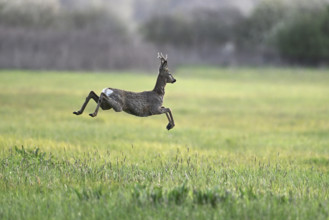 Roe deer (Capreolus capreolus), roebuck jumping, on the run, Lake Neusiedl National Park,