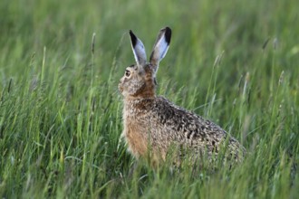 European hare (Lepus europaeus), standing in tall grass, Lake Neusiedl National Park, Seewinkel,