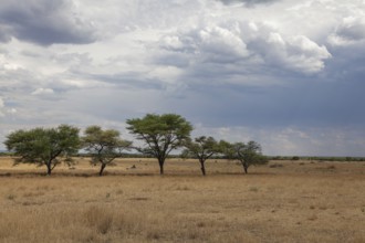 Landscape near the Waterberg region, Namibia, Africa