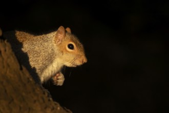 Grey squirrel (Sciurus carolinensis) adult animal on a tree trunk, England, United Kingdom, Europe