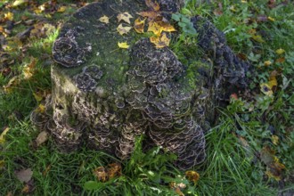 Butterfly Trametes (Trametes versicolor) on a tree stump, Bavaria, Germany, Europe