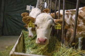 Young calves in metal grid feeding station with hay, Haselstaller Hof, Gechingen, Calw district,