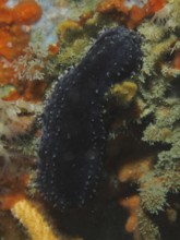 Dark-coloured sea cucumber, Cape Town sea cucumber (Hemiocnus insolens), endemic, in natural