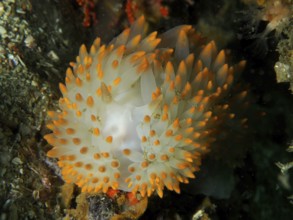 White nudibranch with bright orange dots, gas flame nudibranch (Bonisa nakaza), False Bay dive