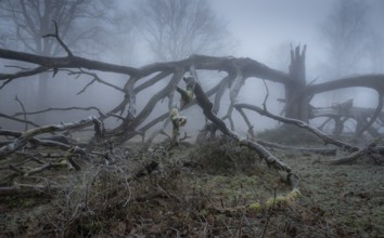 Old, lightning-split, solitary oak tree on a cold and foggy day, Hohenlohe, Baden-Württemberg,