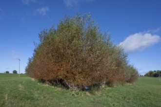 Wicker (Salix viminalis) around a shallow body of water formed from dead ice, Mecklenburg-Western