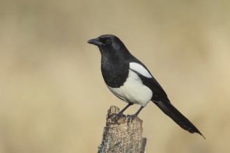 Magpie, (Pica pica) sitting on a birch trunk, with contrasting black and white feathers, wildlife,