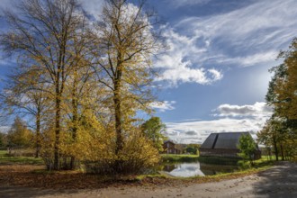 Autumnal lime trees (Tilia platyphyllos) at a village pond on an estate, Othenstorf,