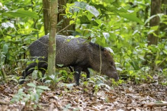 Collared peccary (Pecari tajacu) foraging in the rainforest, Corcovado National Park, Osa,