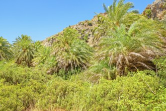 Preveli palm forest, Rethymno, Crete, Greek Islands, Greece, Europe