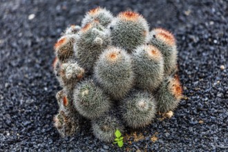 2016, Guatiza, Lanzarote, Jardin de Cactus by Cesar Manrique, ESP, Spain, Canary Islands, Canary