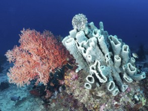 A vibrant coral reef with a mixture of orange-coloured soft corals and bluish spiny tube sponge