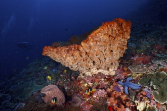 Luminous Barrel sponge, barrel sponge (Xestospongia testudinaria) with blue starfish and fish, dive