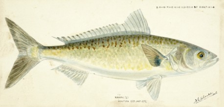 Australian salmon, Arripis trutta, Australian salmon, fish, reproduction of an original, by Frank