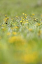 Marsh marigold (Caltha palustris), flowers of wetland biotopes, yellow flower, Flusslandschaft