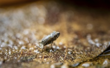 Small frog camouflaging itself on a dry leaf, Corcovado National Park, Osa Peninsula, Puntarena