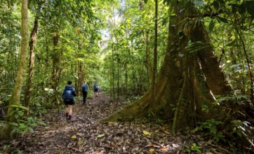 Tourists hiking on a trail through the tropical rainforest, Corcovado National Park, Osa, Puntarena