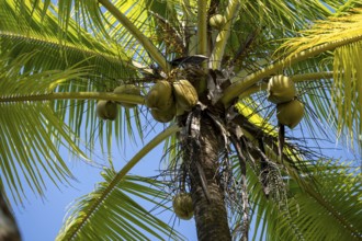 Coconuts on a coconut palm (Cocos nucifera), Puntarenas province, Costa Rica, Central America