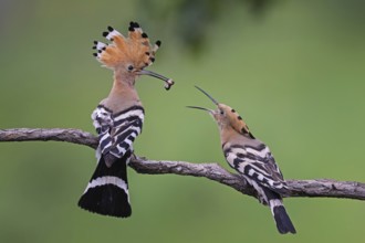 Hoopoe (Upupa epops) Bird of the Year 2022, male with caterpillar as a wedding present for the