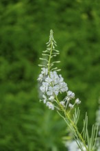 Willowherb white (Epilobium angustifolium), North Rhine-Westphalia, Germany, Europe