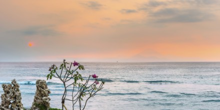 Frangipani (Plumeria) with view from Lombok to Bali, plant, shrub, flora, garden, botany,