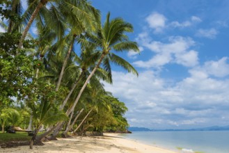 Palm beach on Koh Yao Noi, beach holiday, beach landscape, palm tree, sea, dream beach, dream