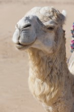 Dromedary (Camelus dromedarius), Arabian camel in head portrait, head, animal, farm animal, detail,