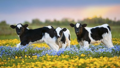 Three black and white calves in the meadow, cow studio, AI generated