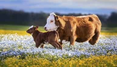 A brown cow and a calf, studio, AI generated