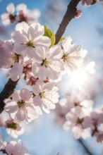 Blooming cherry blossoms with soft pink petals against a clear blue sky, with delicate sunlight