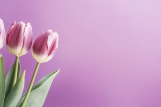 Beautiful tulip spring flowers on violet background with copy space. KI generiert, generiert AI