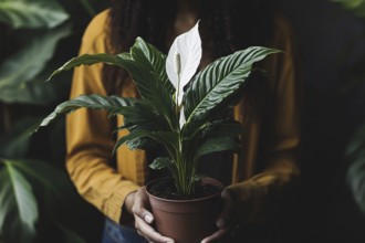 Woman's hands holding potted Peace Lilly houseplant with white flowers. Generative Ai, AI generated