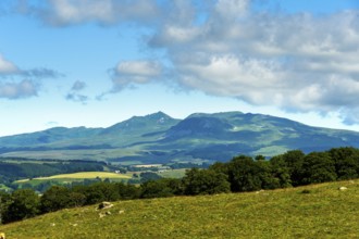 Herd of Aubrac cows grazing in the Cezallier region of Auvergne Volcanoes Natural Park against the