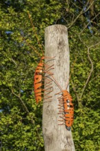 Metal crawling animals on a wooden trunk, art, Hanover, Lower Saxony, Germany, Europe