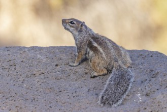 Atlas squirrel, North African bristle squirrel or Barbary squirrel (Atlantoxerus getulus) looking