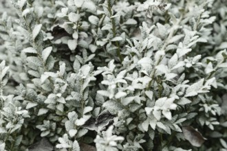 Boxwood branch covered with hoarfrost on blue background, garden and winter concept. Frost texture,