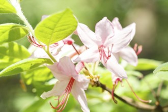 Rhododendron (azalea) flowers of various colors in the spring garden. Closeup. Blurred background