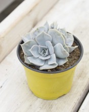 Beautiful succulent plant in greenhouse. Closeup, floral patterns, selective focus