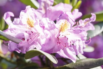 Rhododendron (azalea) flowers of various colors in the spring garden. Closeup. Blurred background