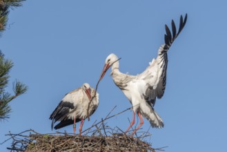 Pair of white stork (ciconia ciconia) building their nest in spring. Bas Rhin, Alsace, France,