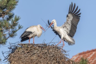 Pair of white stork (ciconia ciconia) building their nest in spring. Bas Rhin, Alsace, France,